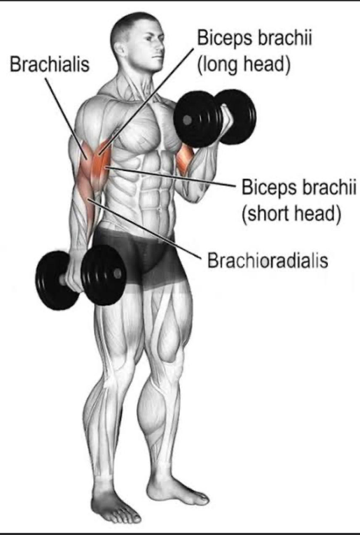 تبادل دامبل باي - Alternating Dumbbell Biceps Curl