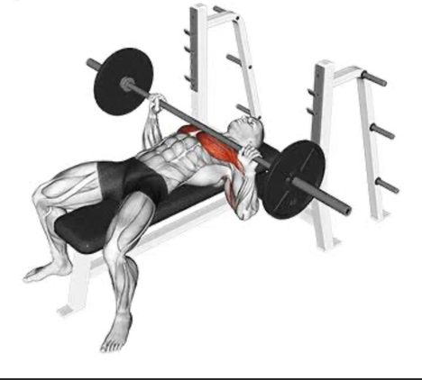صدر مستوي بار - Barbell Bench Press