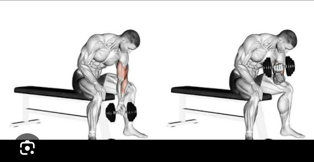 تكوير باي - Concentration Curl