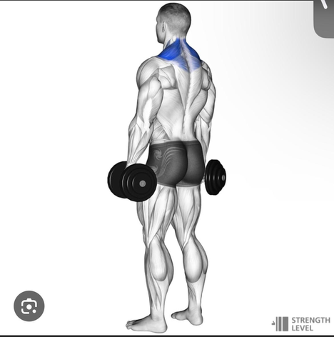 ترابيس دامبل - Dumbbell Shrugs